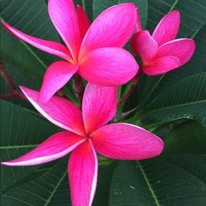 Meet your Posher, Mandy